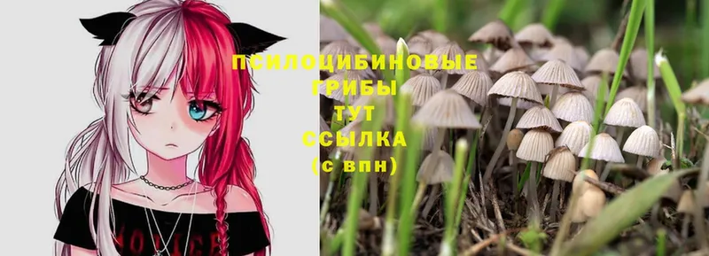 блэк спрут ссылка  Рославль  Псилоцибиновые грибы Psilocybe 